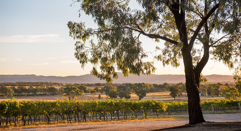 Robert Stein Vineyard